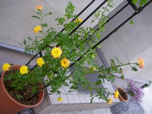 p4120004 p4120004