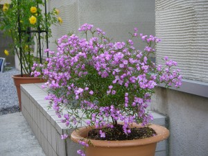 p4120005 p4120005