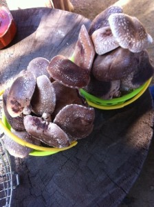 shiitake3