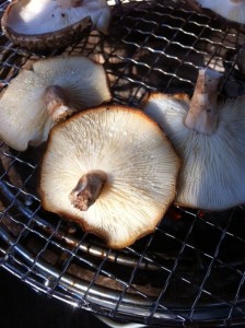 shiitake5