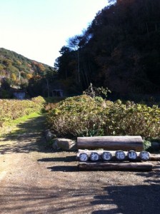 shiitake6