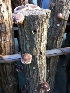 siitake2